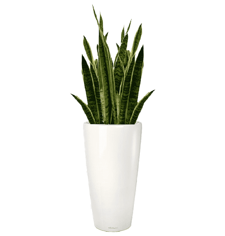 Snake Plant